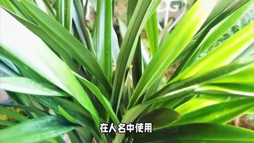 玏字取名的寓意是什么？