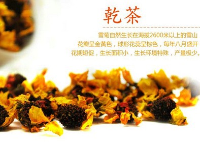 怎样分辨低海拔和高海拔雪菊