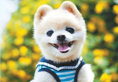 “幼犬育儿攻略:安全互动小技巧,萌娃宠物的甜蜜时光”