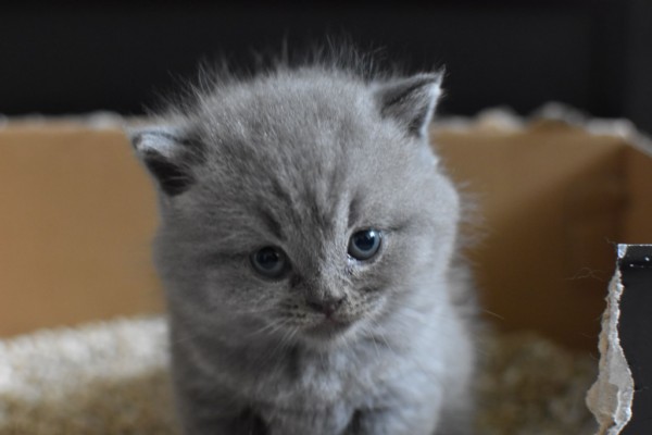 ▲圖/養貓須知:定期更換貓砂才能有效去除貓尿臭味(圖源/unsplash)