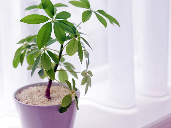 植物叶片清洁小诀窍