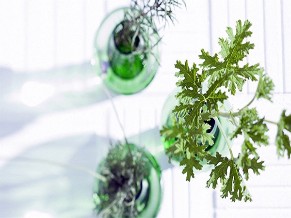 植物