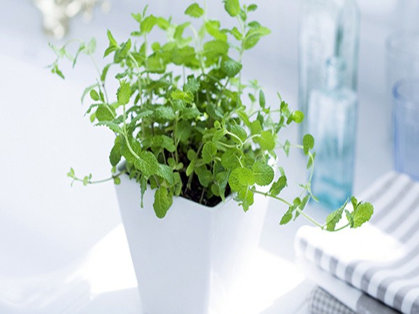 植物叶片清洁