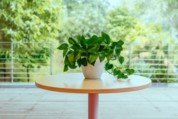 家里的绿植树叶发黄枯萎?教你5个妙招,让绿植马上起死回生