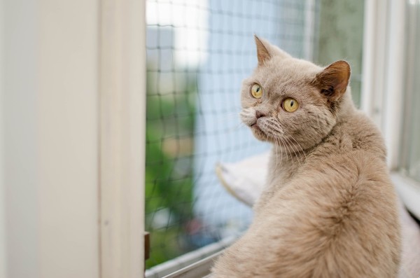 无尘猫加盟项目详解，如何成功开启您的宠物清洁服务事业