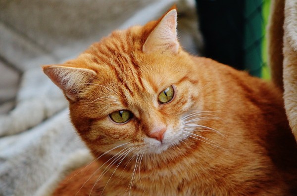 无尘猫加盟项目详解，如何成功开启您的宠物清洁服务事业