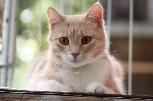 无尘猫加盟项目详解，如何成功开启您的宠物清洁服务事业