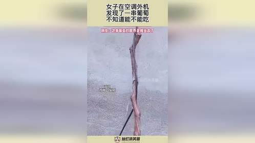 女子在空调外机，发现了一串葡萄，不知道能不能吃