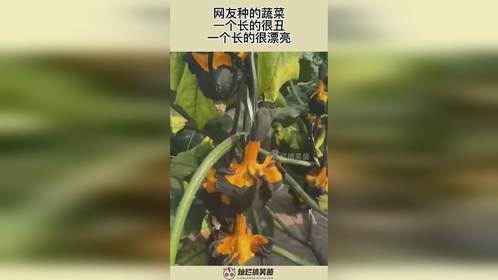 网友种的蔬菜，一个长的很丑，一个长的很漂亮