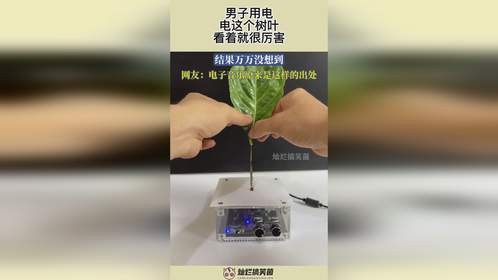男子用电，电这个树叶，看着就很厉害