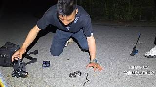新品种白环蛇!