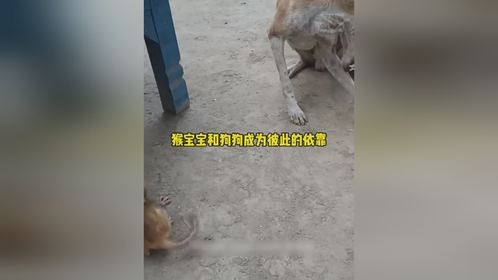 猴宝宝和狗狗成为彼此的依靠猴宝宝和狗狗成为彼此的依靠