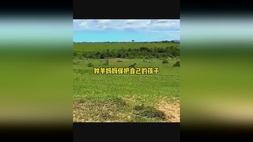 羚羊妈妈保护自己的孩子羚羊妈妈保护自己的孩子