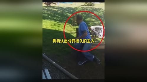 狗狗认出分开很久的主人狗狗认出分开很久的主人