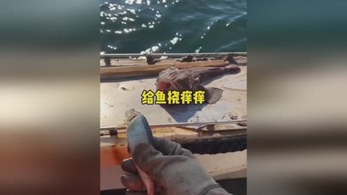 给鱼挠痒痒给鱼挠痒痒