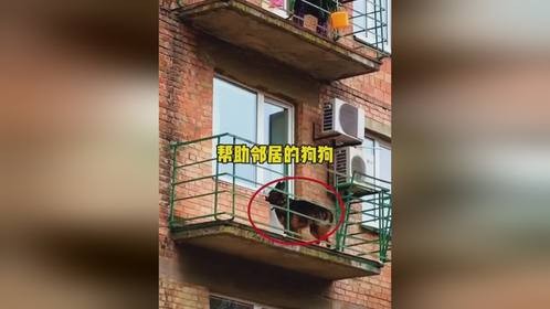 帮助邻居的狗狗帮助邻居的狗狗