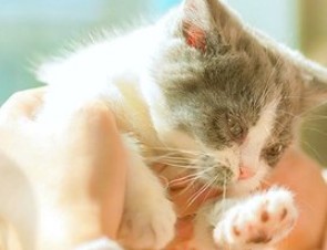 猫咪社区在线