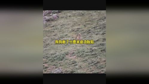 狗狗救了小鹿并成功脱险狗狗救了小鹿并成功脱险的迷惑行为成精了