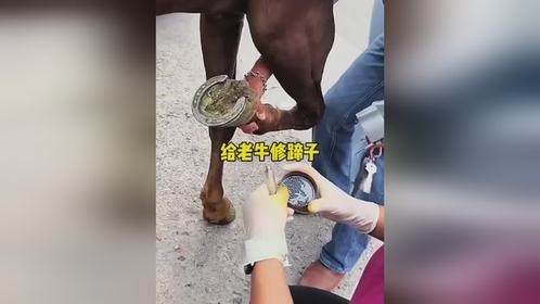 给老牛修蹄子给老牛修蹄子