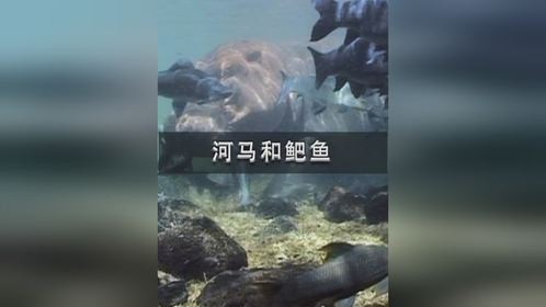 河马和鲃鱼的和谐共生！