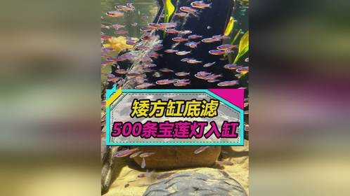 500条宝莲灯鱼入缸，感觉还是缺点鱼~
