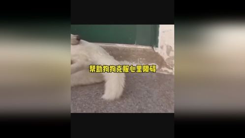 帮助狗狗克服心里障碍帮助狗狗克服心里障碍