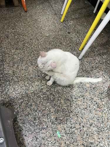 乌枣猫diy的一些温暖瞬间