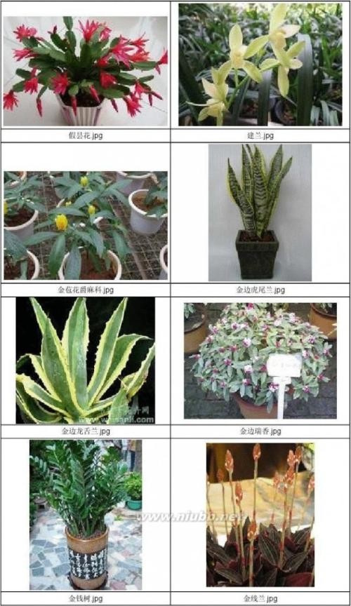 家庭养花——几个须知常识