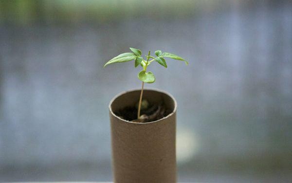 废旧物再利用项目 用卫生纸筒DIY手工创意制作的个性物品图片教程 第6张