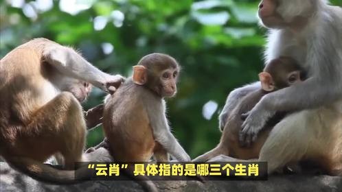 云肖指哪三个生肖，这个问题挺有趣！