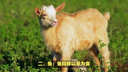 自古犹怜食叶草，生来就会叫妈娘是什么生肖，这问题真有意思！