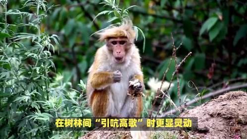 百变歌喉唱起来是指什么生肖，这谜面好生动！