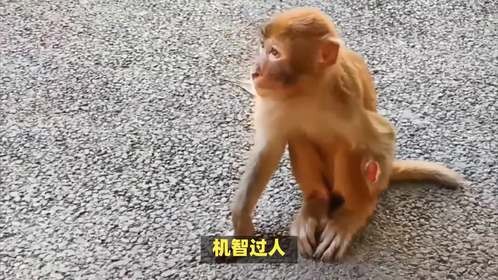 迎请高人是什么生肖，这问题挺新颖的！