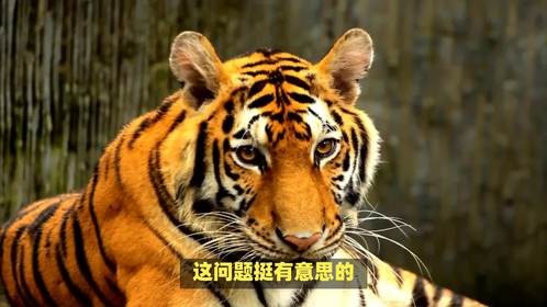 养虎终须留祸患，弄虚作假不适宜是什么生肖，这问题挺有意思的！