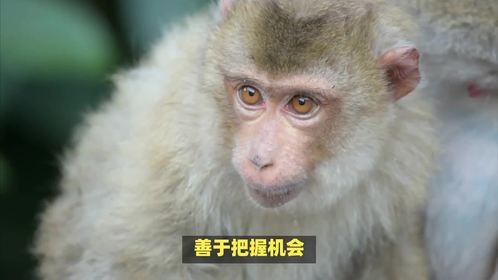 人与富贵不肯足是什么生肖，这问题挺有深意的！