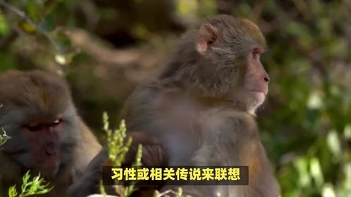暂游桃源里是什么生肖，这问题好有诗意！