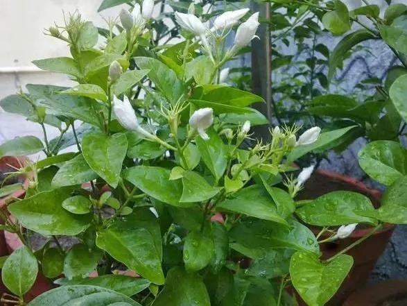 厨房油烟机废油该怎么处理？摸清使用技巧，养花不用掏钱买肥料