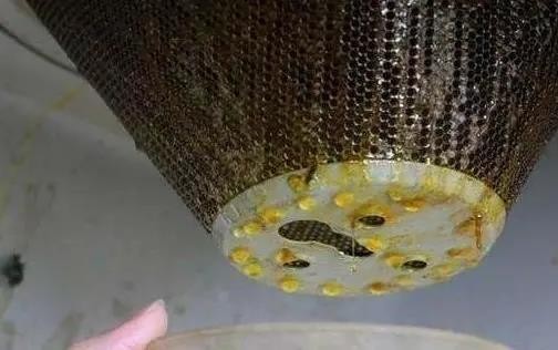 厨房油烟机废油该怎么处理？摸清使用技巧，养花不用掏钱买肥料
