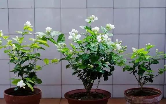 厨房油烟机废油该怎么处理？摸清使用技巧，养花不用掏钱买肥料