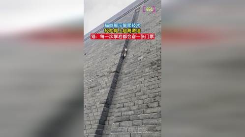 猫咪展示攀爬技术，轻松爬上超高城墙，猫：每一次攀岩都会省一张门票