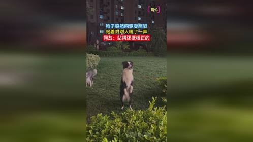 狗子突然四驱变两驱，站着对别人吼了一声，网友：站得还挺板正的