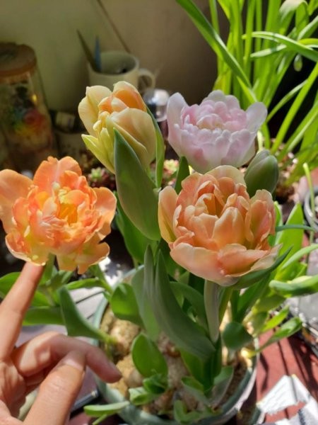 室内哪些花好养又好看