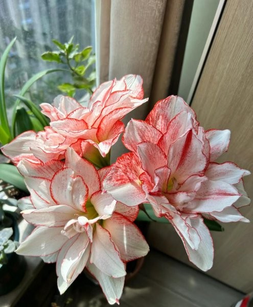 室内哪些花好养又好看
