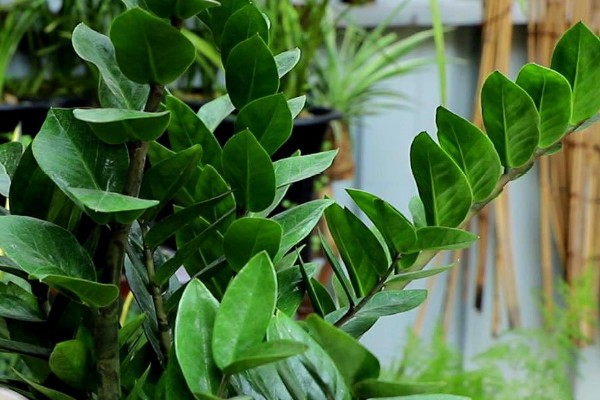 客厅放什么植物好风水