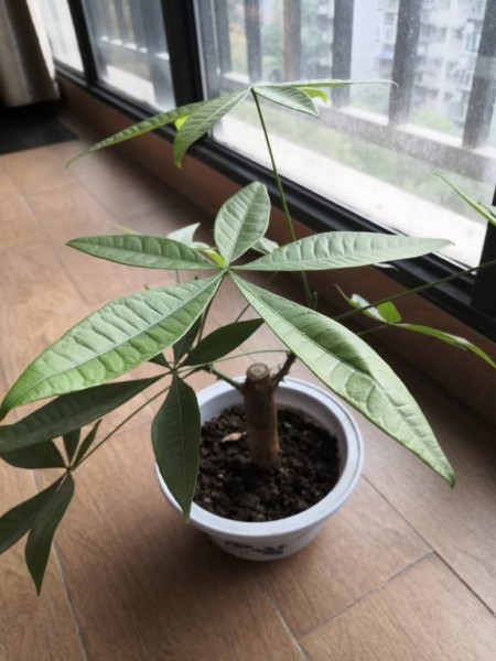 适合放办公桌上的绿植有哪些