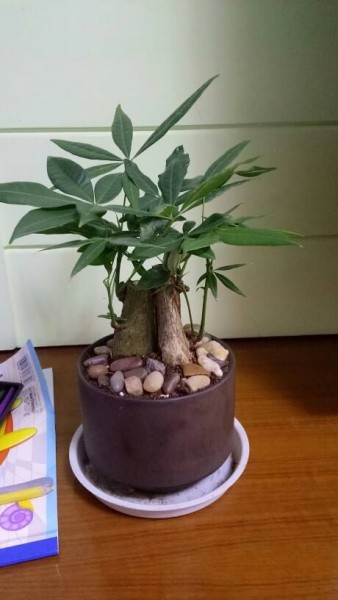 适合放办公桌上的绿植有哪些