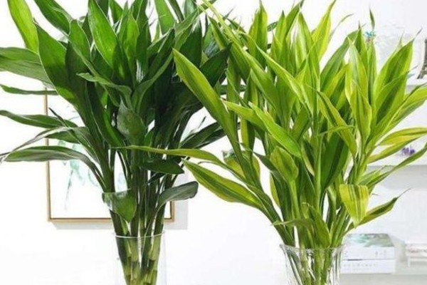 客厅放什么植物好风水