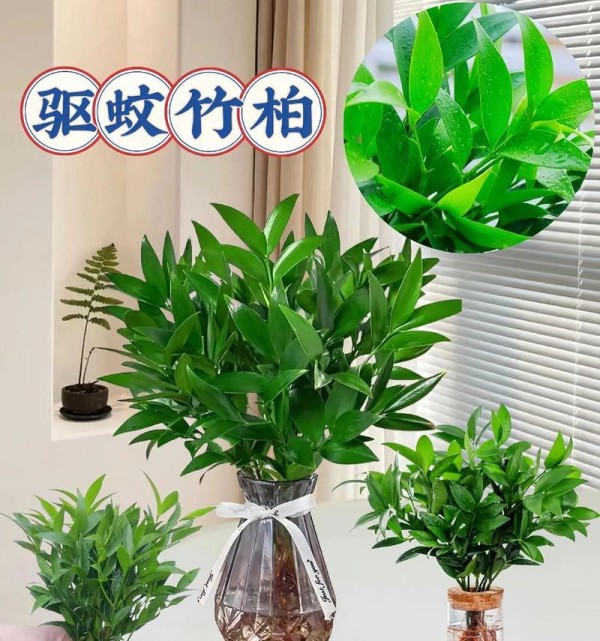 屋子里适合放置哪些绿色植物？它们的好处是什么？