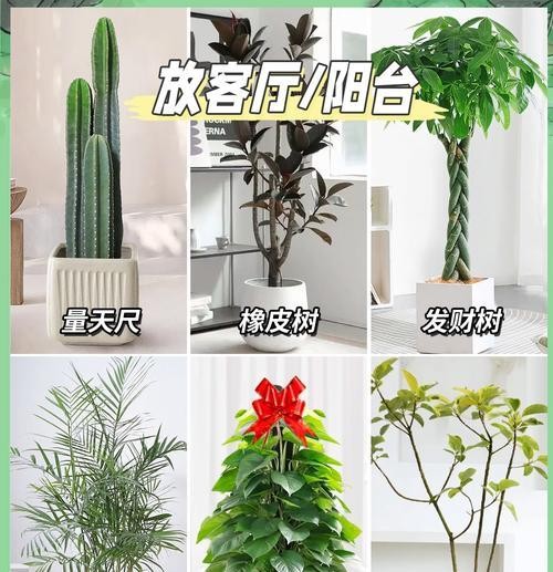 屋子里适合放置哪些绿色植物？它们的好处是什么？