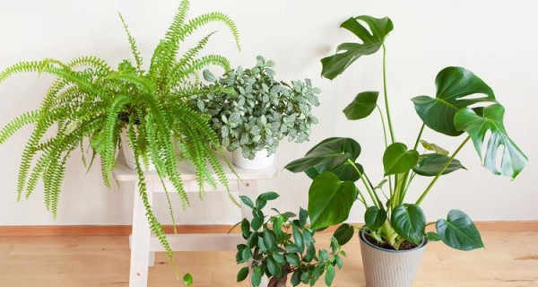 室内宜种植哪些植物？哪些植物适合室内环境？